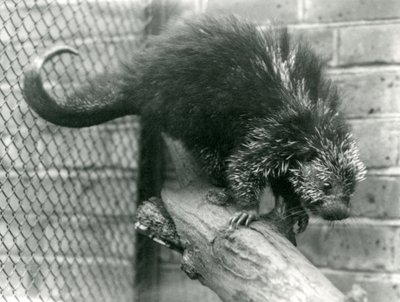 Un porcospino nordamericano, su un ramo nel suo recinto, allo zoo di Londra nel 1923 da Frederick William Bond